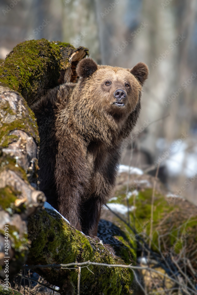 Fototapeta premium Brown bear in the forest up close. Wild animal in the natural habitat