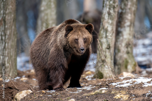 Brown bear in the forest up close. Wild animal in the natural habitat