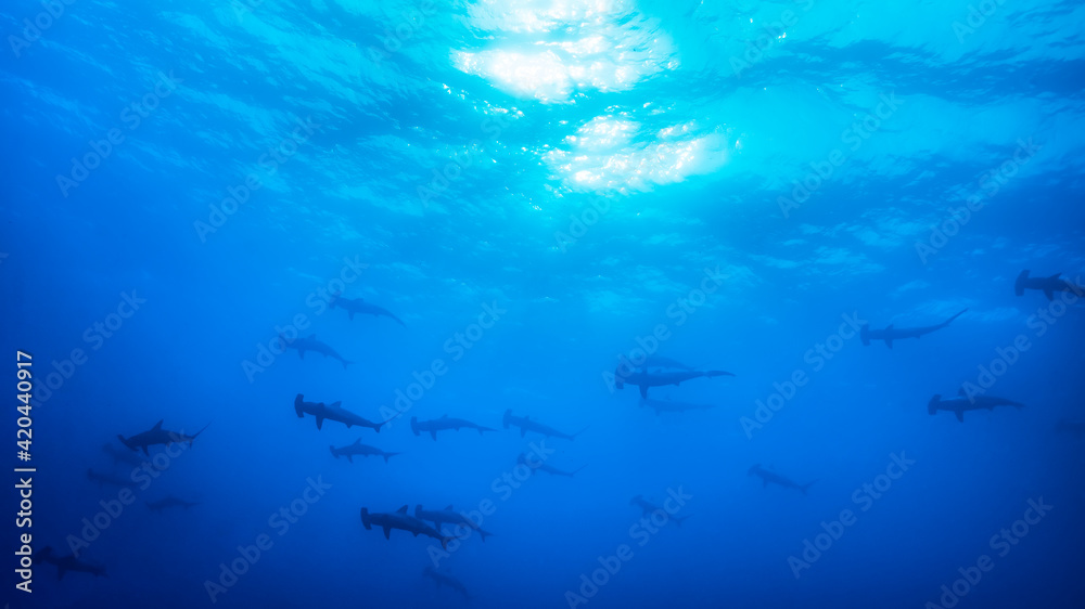 Obraz premium Large school of scalloped hammerhead (Sphyrna lewini) sharks at Wolf Island, Galapagos, world heritage site of Ecuadorian Pacific