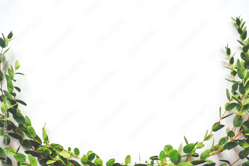 Fototapeta premium White background with twigs with small leaves.