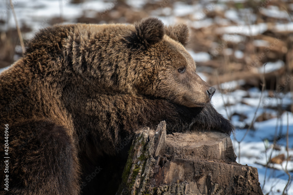 Brown bear in the forest up close. Wild animal in the natural habitat Brown bear in the forest up close. Wild animal in the natural habitat