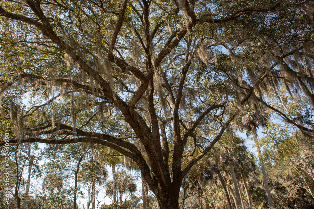 Live oak tree mossy tall old branches South Carolina tourism Live oak tree mossy tall old branches South Carolina tourism
