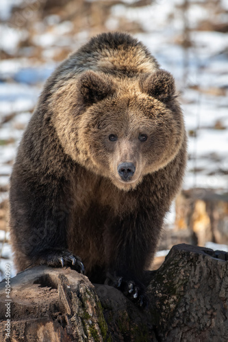 Wallpaper Mural Brown bear in the forest up close. Wild animal in the natural habitat Torontodigital.ca