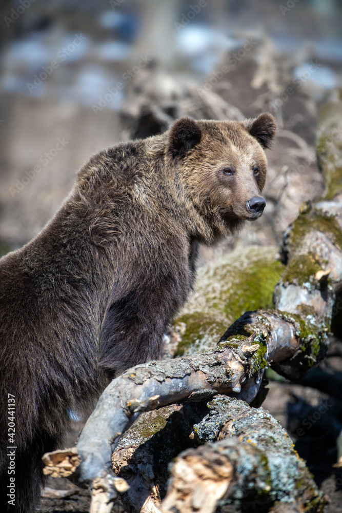 Fototapeta premium Brown bear in the forest up close. Wild animal in the natural habitat