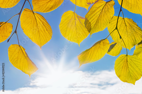 yellow autumn leaves on a branch against a background of blue sky and sun rays, natural autumn background, leaf fall season, autumn welcome