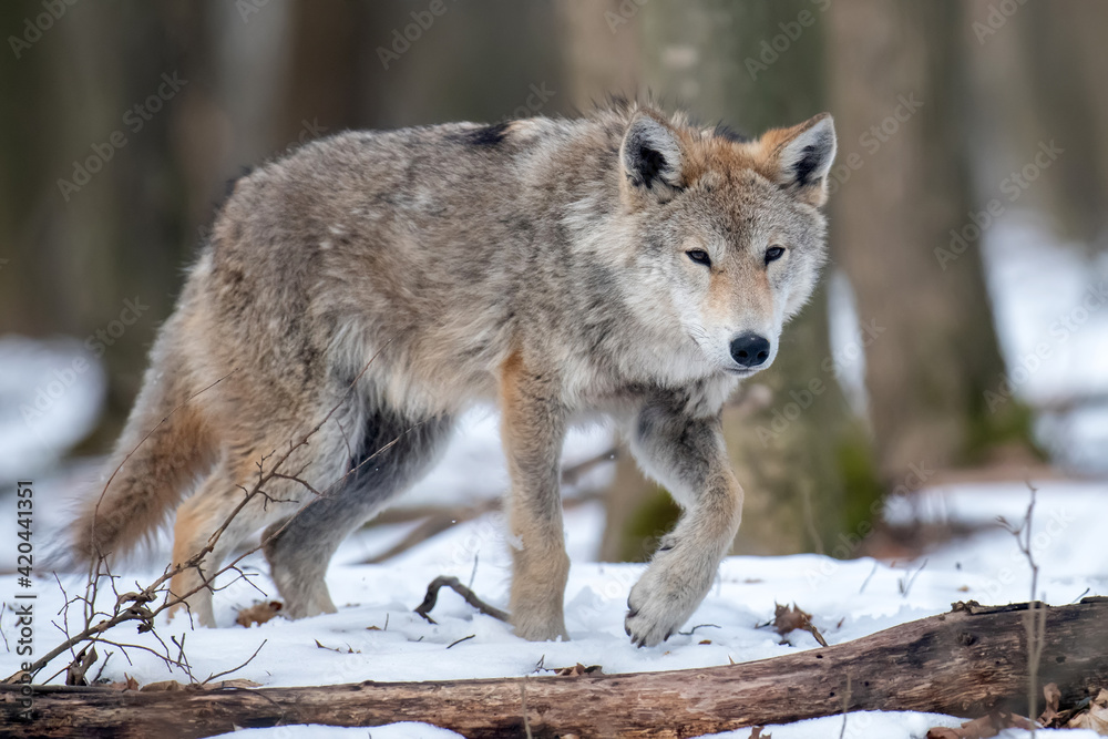 Wolf in the forest up close. Wild animal in the natural habitat Wolf in the forest up close. Wild animal in the natural habitat