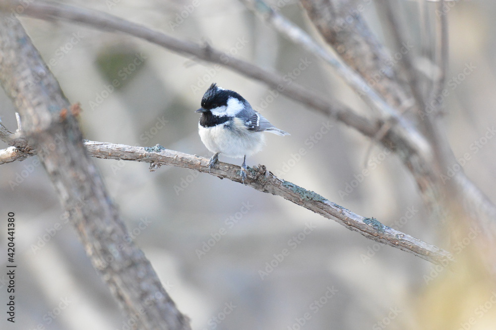 Naklejka premium 真冬の北海道の森の中、囀るヒガラ
