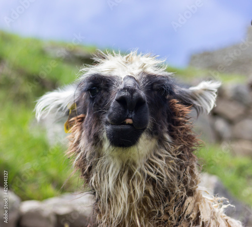 close up of a llama