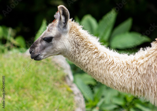 llama in the grass