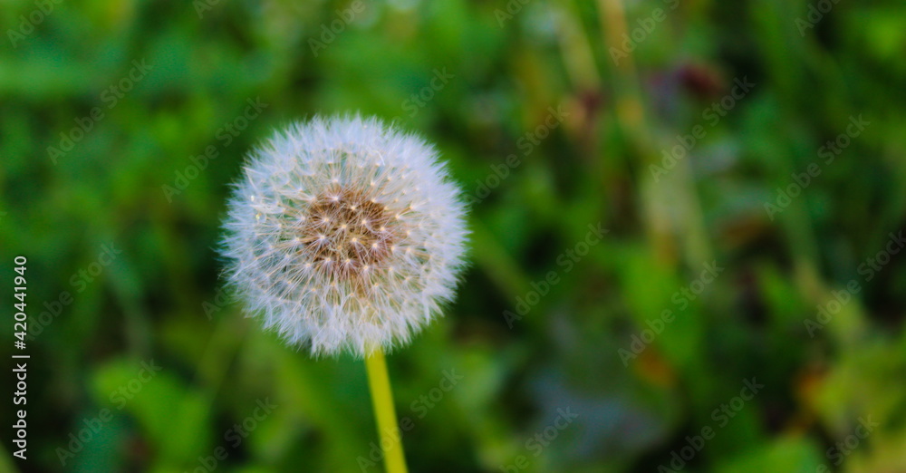 Close up of taraxacum / dandelion seedhead on a green background. Close up of taraxacum / dandelion seedhead on a green background.