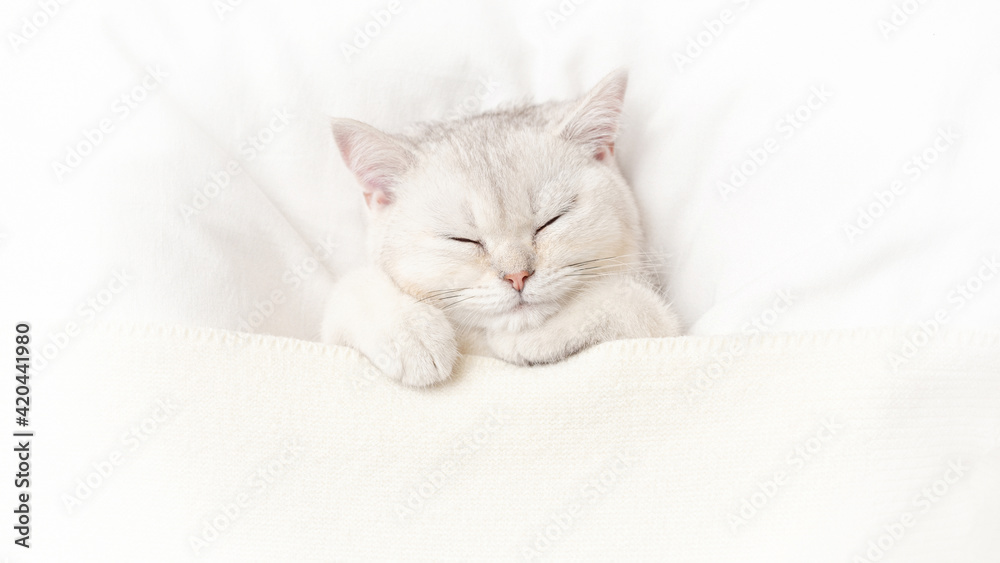 Wide banner cute white kitten sleeps on a white bed