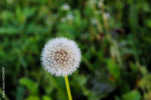 Close up of taraxacum   dandelion seedhead on a green background.