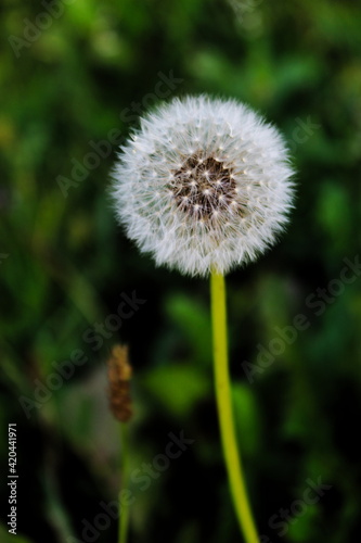 Close up of taraxacum   dandelion seedhead on a green background.