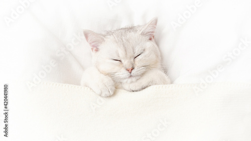 Wide banner cute white kitten sleeps on a white bed