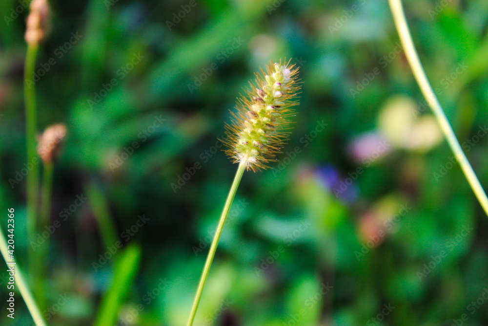 Yellow Foxtail grass seed with blurred background.