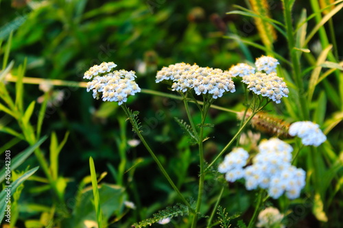 Flower of yarrow in the grass. Common yarrow.