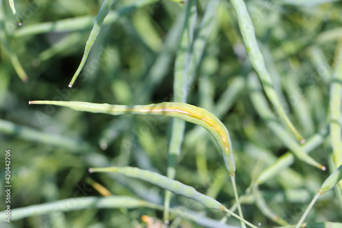 oilseed rape pod damaged by larvae of Bladder pod midge Dasineura brassicae (formerly Dasyneura).