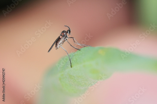 Bladder pod midge Dasineura brassicae (formerly Dasyneura) female on oilseed rape pod. photo