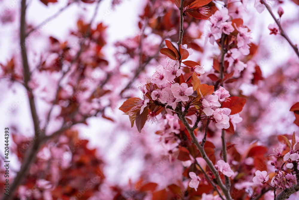 Pink Cherry flowers blooming in Winter season Pink Cherry flowers blooming in Winter season