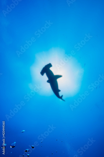 Blurred silhouette of solitary Scalloped hammerhead (Sphyrna lewini) shark at Wolf Island, Galapagos, world heritage site of Ecuadorian Pacific