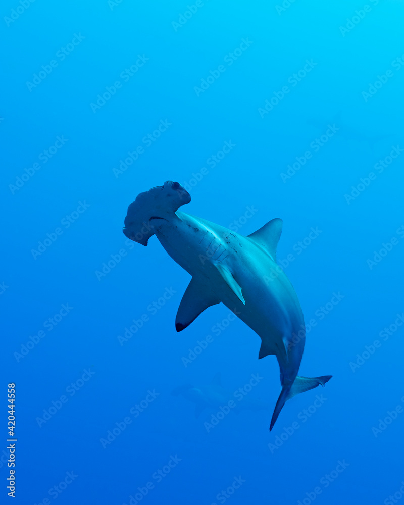 Obraz premium Scalloped hammerhead (Sphyrna lewini) shark at Wolf Island, Galapagos, world heritage site of Ecuadorian Pacific