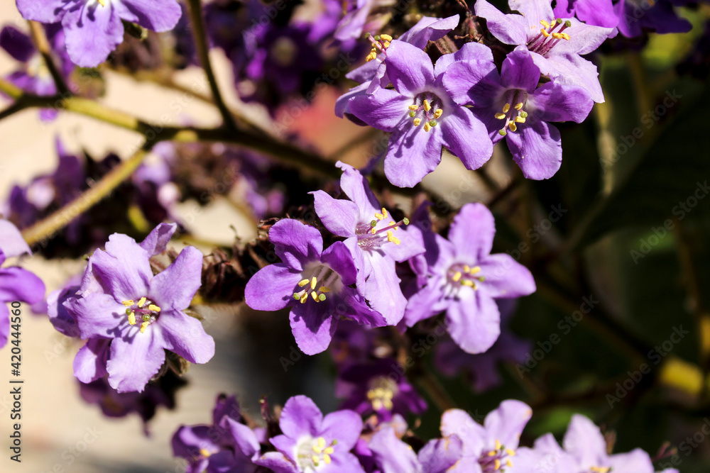 Heliotropium arborescens purple flowers in the garden Heliotropium arborescens purple flowers in the garden