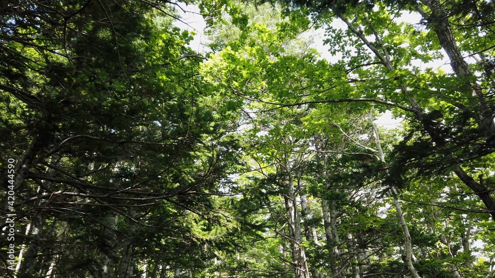 知床 知床五湖 知床半島 北海道 日本 世界遺産 知床国立公園 知床 知床五湖 知床半島 北海道 日本 世界遺産 知床国立公園