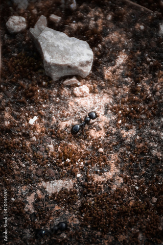 ants on a rock