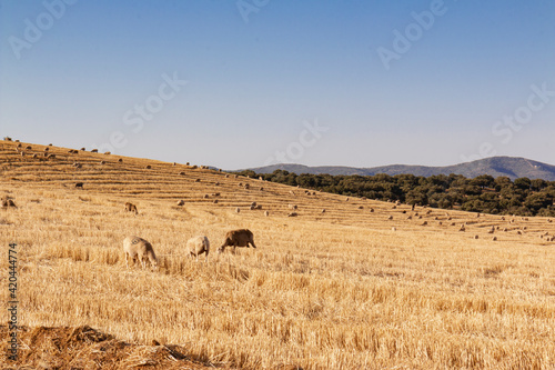 sheep grazing cereals on a farm