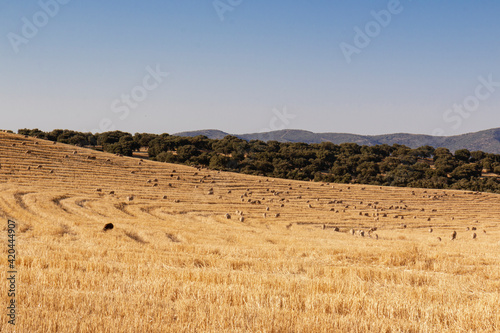 sheep grazing cereals on a farm
