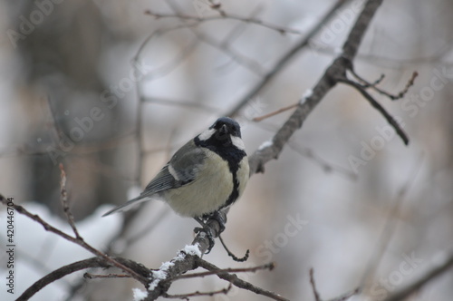 Titmouse on a tree in winter close-up