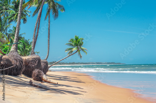 tree on the Bahia beach at Brazil