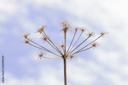 Dry plant in the meadow. withered wild flower. the texture of a dry autumn or spring plant. beautiful autumn background. close-up  bokeh  selective focus