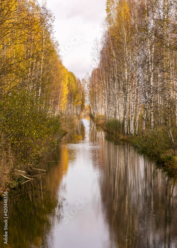 Fototapeta Naklejka Na Ścianę i Meble -  autumn landscape with a bog ditch, colorful trees on the side of the ditch, white birch trunks and yellow leaves reflected in the water of a dark bog ditch
