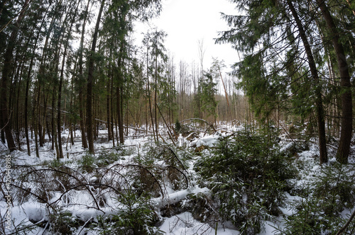 Cluttered winter snowy forest. Many trees felled by the strong wind.