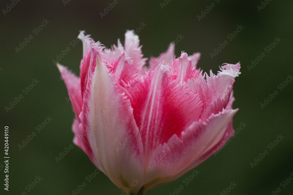 Kwiat tulipana biało różowego