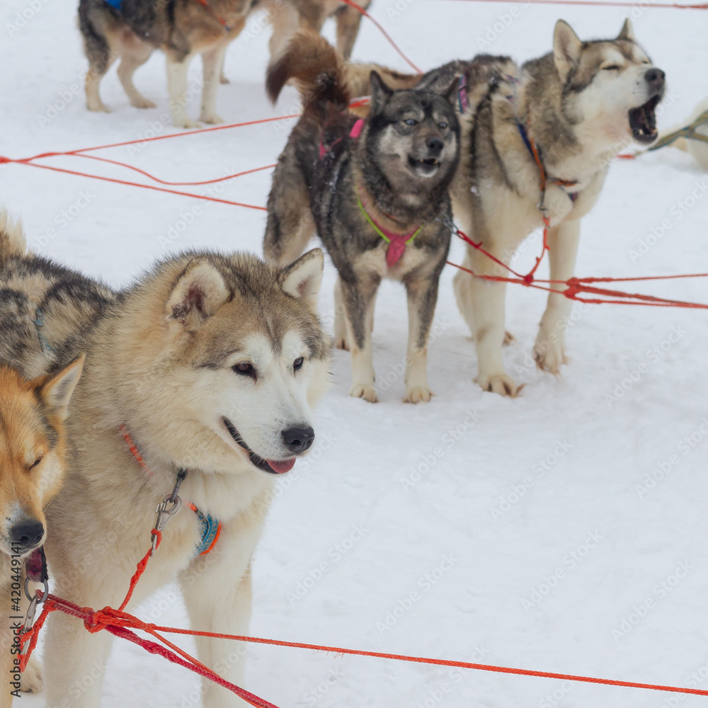 Sledding with husky dogs in winter in the snow Sledding with husky dogs in winter in the snow
