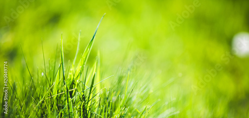 Fresh green grass abstract background