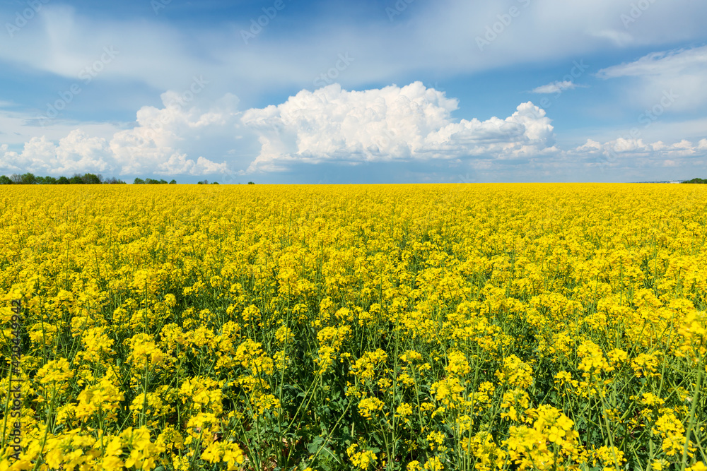 Beautiful canola field