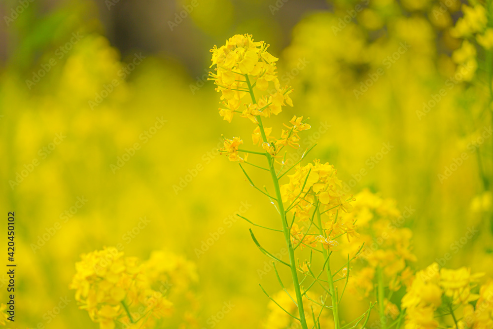 黄色い菜の花畑のイメージ 黄色い菜の花畑のイメージ