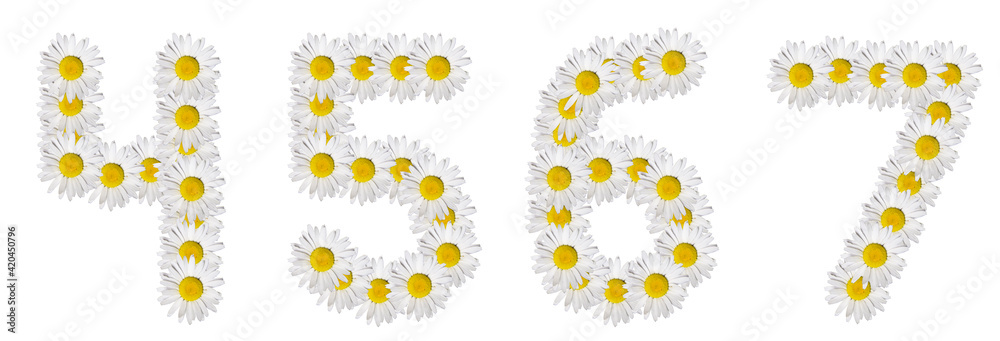 Numbers 4, 5, 6, 7 made from chamomile flowers