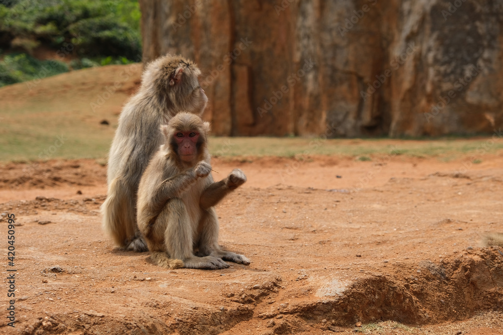 Fototapeta premium wide shot of mother monkey and her child sitting on ground, looking at camera