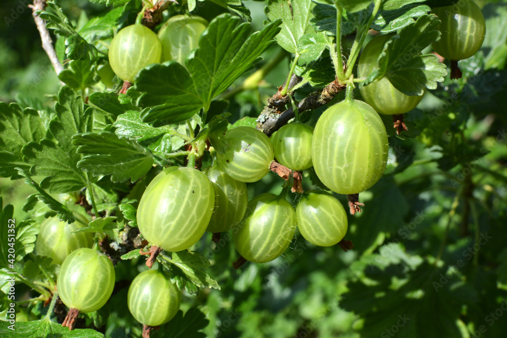 Branch of gooseberries with berries Branch of gooseberries with berries
