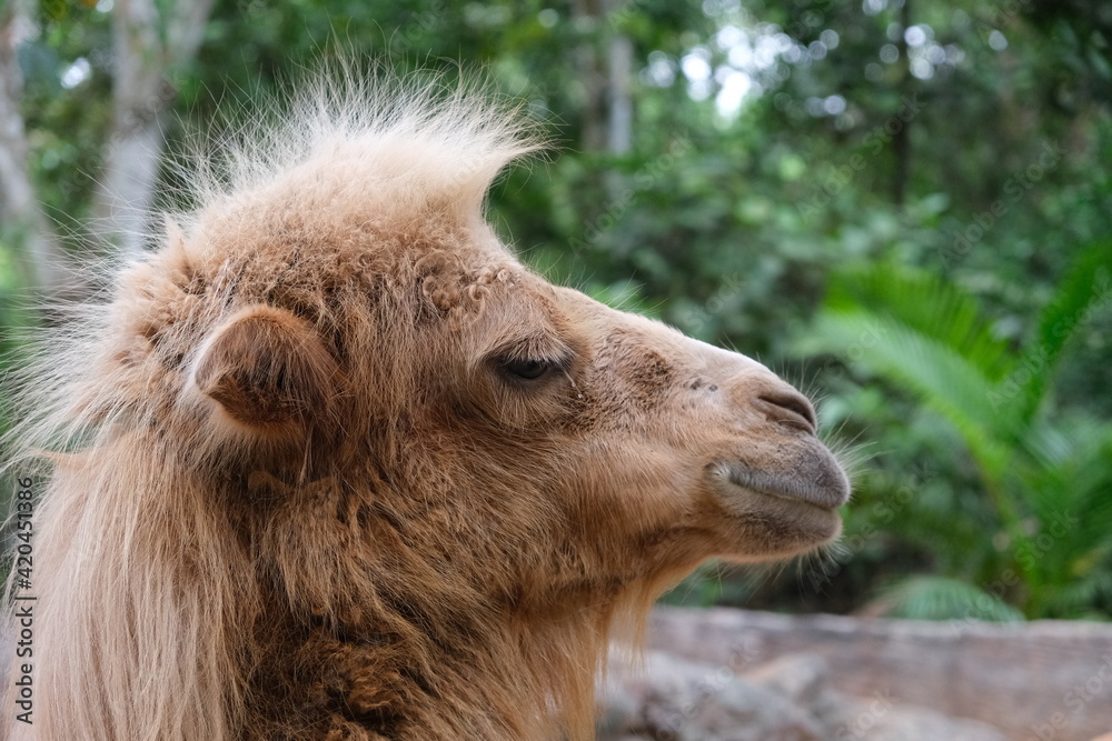 Fototapeta premium close up camel head side face. blur green trees background