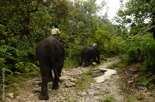 Local mahouts ride elephants in Tangkahan, North Sumatra, Indonesia. © Dammer