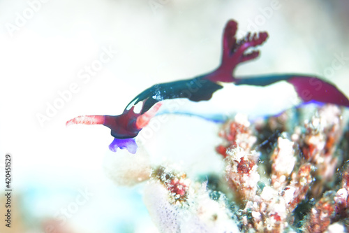 black back sea slag portrait photo