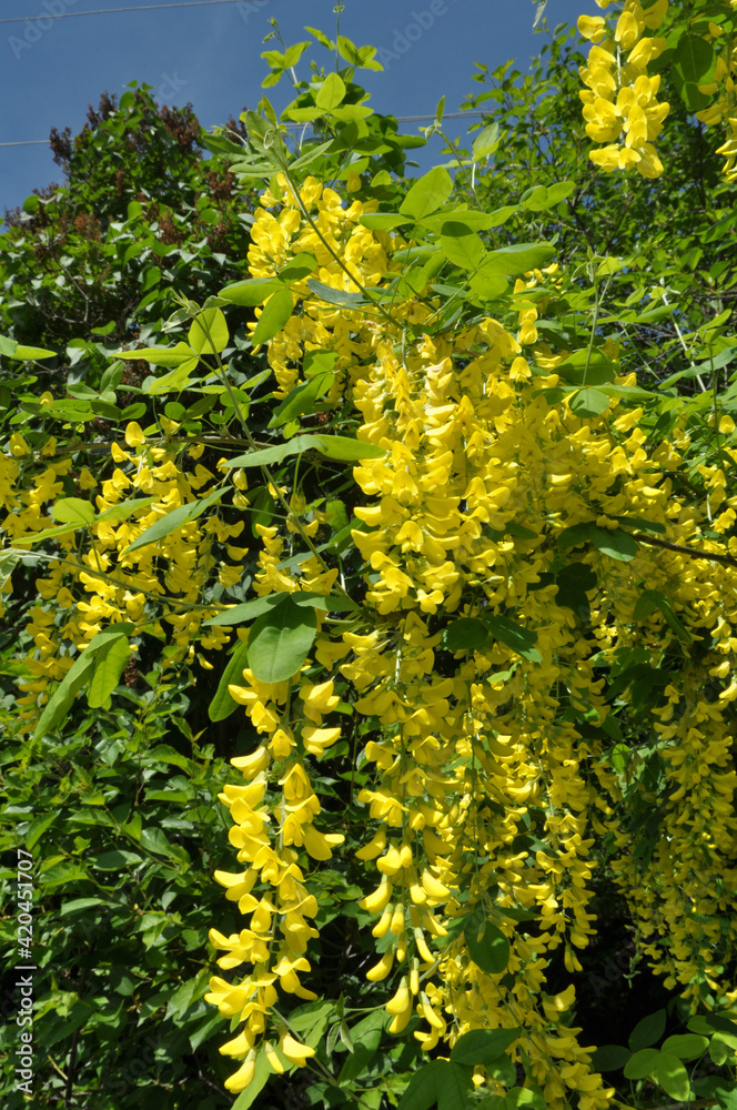 In the spring, the acacia yellow bush grows and blooms (Caragana arborescens)