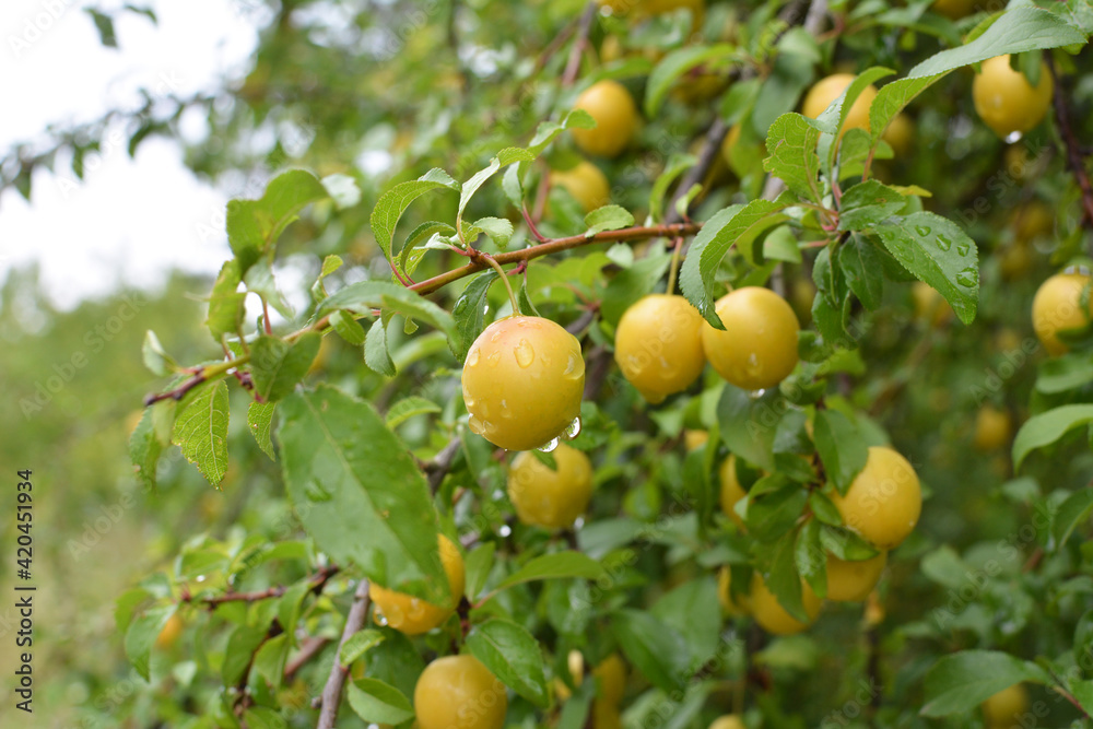 On the branch ripen fruits of plums (Prunus cerasifera). On the branch ripen fruits of plums (Prunus cerasifera).