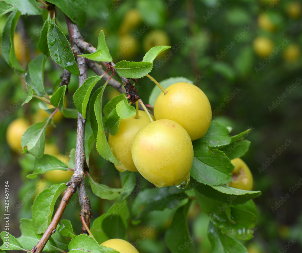 On the branch ripen fruits of plums (Prunus cerasifera).