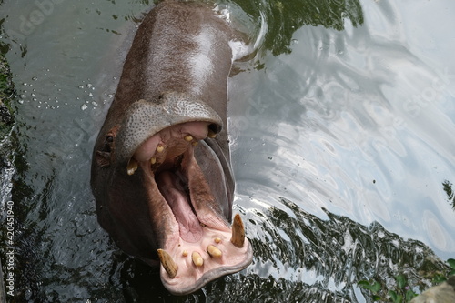 high angle view of hippo open big mouth in water